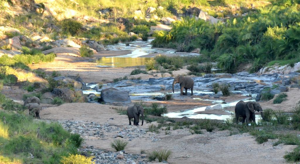 Greenfire Game Lodge Balule Game Reserve Εξωτερικό φωτογραφία